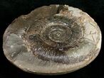Large Pyritized Dactylioceras Ammonite #10560-1